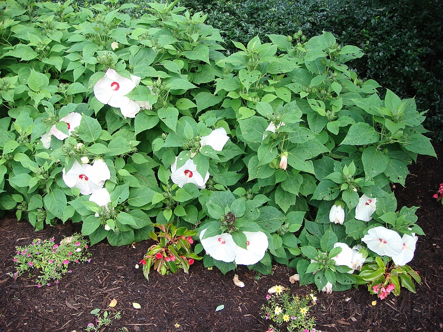 Washington DC [2009 July 03] 050.JPG - Scenes from The Smithsonian Butterfly Habitat Garden